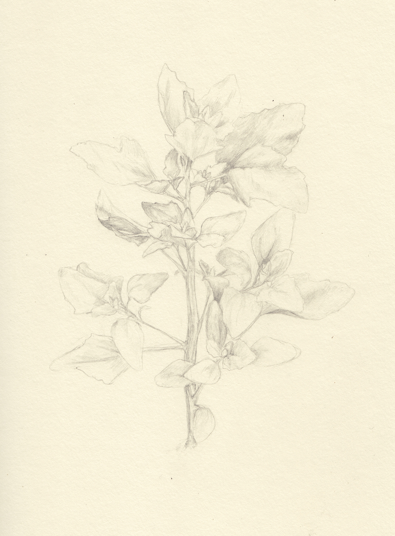 A delicate pencil drawing of a small leafy plant.